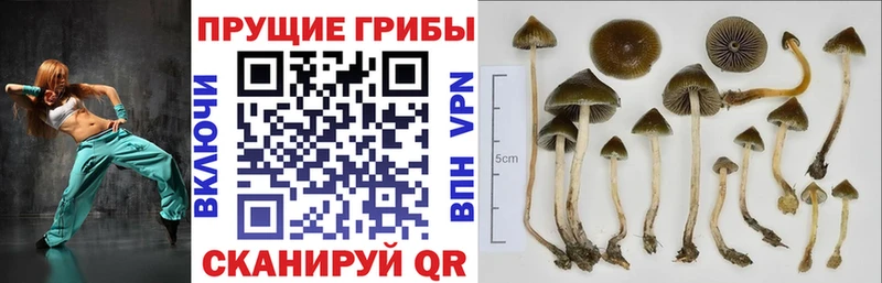 купить закладку  Фурманов  Псилоцибиновые грибы Psilocybe 